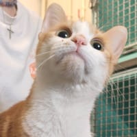 ELLROY, chat à adopter