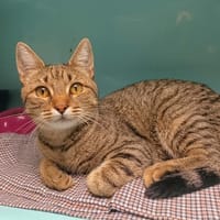JACOB, chat à adopter