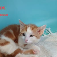 Sirocco, chat à adopter