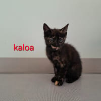 Kaloa, chatte à adopter