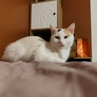 ENZA, chatte à adopter