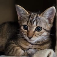 SPIKE, chat à adopter