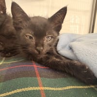 LOURMEL, chat à adopter