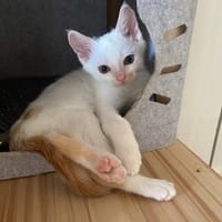 BANANE, chat à adopter