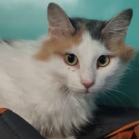 ARYA, chatte à adopter