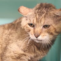 ESI, chat à adopter