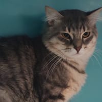 RUSSO, chat à adopter