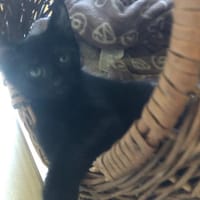 FOX, chatte à adopter