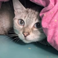 DIANA, chatte à adopter