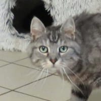 PORTO, chat à adopter