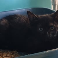 NAOINE, chatte à adopter