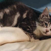 ALFIE, chatte à adopter