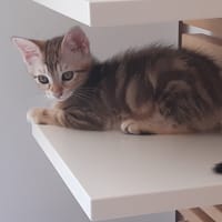Brindille, chatte à adopter