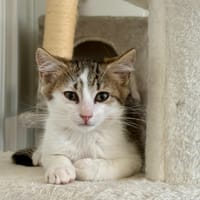 Gucci, chat à adopter