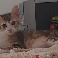 OSCAR, chat à adopter