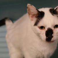 LIONETTA, chatte à adopter