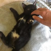 KIRA, chatte à adopter