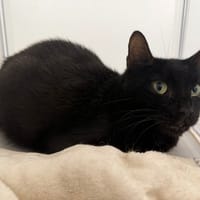 Ambre, chatte à adopter