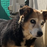 ROSI VAA, chienne à adopter