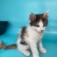 CALICE, chatte à adopter