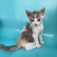 CASSIOPEE, chatte à adopter