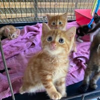 WHAT, chat à adopter