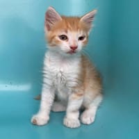 CALOR, chat à adopter