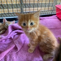 WHY ( Réservé ), chatte à adopter