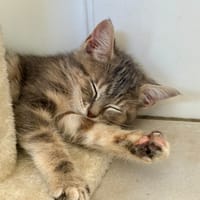Tchikita, chatte à adopter