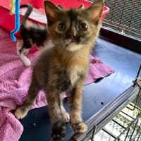 WHERE, chatte à adopter