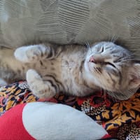PERLE, chat à adopter