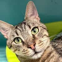 Sarrasin, chat à adopter