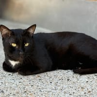 Kedavra, chat à adopter