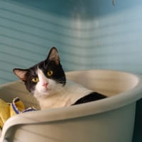 SALAMI, chat à adopter