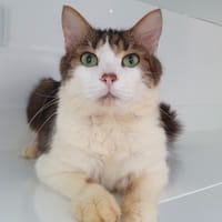 CALOGERO, chat à adopter