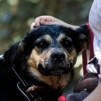alina, chienne à adopter