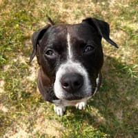 ODEON, chien à adopter