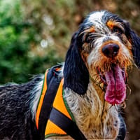 DOBBY, chien à adopter