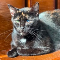 CAOLHO CHA, chatte à adopter