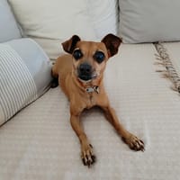 Roxy la coquine, chienne à adopter