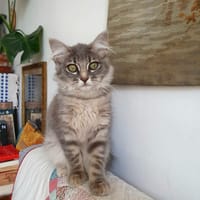 Comète, chatte à adopter