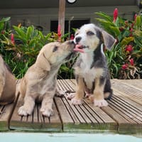 Milo le joyeux petit coquin, chien à adopter