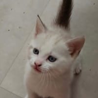 Eowyn, chatte à adopter