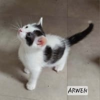 Arwen, chatte à adopter