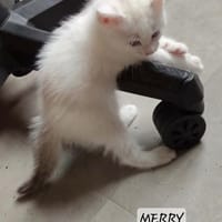 Merry, chat à adopter