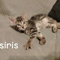 Osiris, chat à adopter