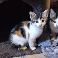 Tina, chatte à adopter