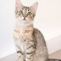 Mochi, chat à adopter