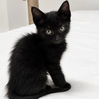 Smoke, chat à adopter