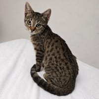 Praline, chatte à adopter